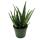 Aloe MEDIVERA Meridian - Neue Aloe vera Züchtung - 14cm Topf - ca. 30cm hoch