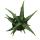 Aloe MEDIVERA Meridian - Neue Aloe vera Züchtung - 14cm Topf - ca. 30cm hoch