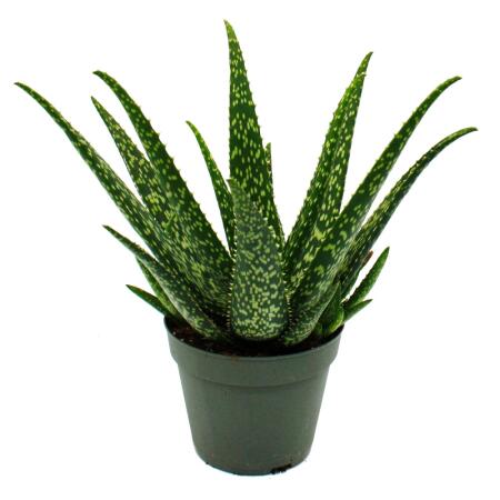 Aloe medivera Tropical - Nouvelle variété dAloe vera - pot de 14cm - hauteur denviron 30cm