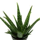 Aloe medivera Tropical - Nouvelle variété dAloe vera - pot de 14cm - hauteur denviron 30cm