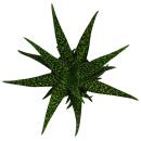 Aloe medivera Tropical - Nouvelle variété dAloe vera - pot de 14cm - hauteur denviron 30cm