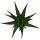 Aloe medivera Tropical - Nouvelle variété dAloe vera - pot de 14cm - hauteur denviron 30cm