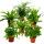 Asplenium - besondere Farn-Sorten fürs Zimmer - Nestfarn - 12cm Topf - ca. 25cm hoch