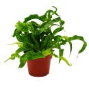 Asplenium antiquum Hurricane besondere Farn-Sorten...