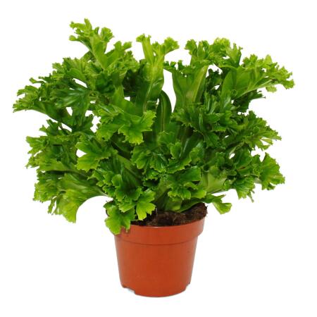 Asplenium antiquum Leslie - Variétés spéciales de fougères pour la chambre - fougère nid - pot de 12cm - hauteur environ 25cm