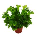 Asplenium antiquum Leslie - Variétés spéciales de fougères pour la chambre - fougère nid - pot de 12cm - hauteur environ 25cm