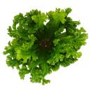 Asplenium antiquum Leslie - Variétés spéciales de fougères pour la chambre - fougère nid - pot de 12cm - hauteur environ 25cm