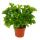 Asplenium antiquum Leslie - Variétés spéciales de fougères pour la chambre - fougère nid - pot de 12cm - hauteur environ 25cm