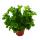 Asplenium antiquum Leslie - Variétés spéciales de fougères pour la chambre - fougère nid - pot de 12cm - hauteur environ 25cm