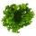 Asplenium antiquum Leslie - Variétés spéciales de fougères pour la chambre - fougère nid - pot de 12cm - hauteur environ 25cm