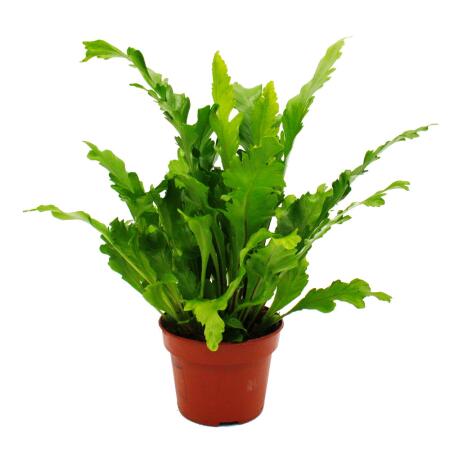Asplenium nidus Campio - special fern varieties for the room - nest fern - 12cm pot - approx. 25cm high