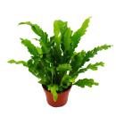 Asplenium nidus Campio - special fern varieties for the room - nest fern - 12cm pot - approx. 25cm high