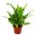 Asplenium nidus Campio - special fern varieties for the room - nest fern - 12cm pot - approx. 25cm high
