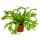Asplenium nidus Chrissie - besondere Farn-Sorten fürs Zimmer - Nestfarn - 12cm Topf - ca. 25cm hoch