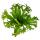 Asplenium nidus Chrissie - besondere Farn-Sorten fürs Zimmer - Nestfarn - 12cm Topf - ca. 25cm hoch