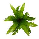Asplenium nidus Gioia besondere Farn-Sorten fürs Zimmer Nestfarn 12cm Topf ca. 25cm hoch Gioia