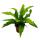 Asplenium nidus Gioia besondere Farn-Sorten fürs Zimmer Nestfarn 12cm Topf ca. 25cm hoch Gioia