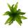 Asplenium nidus Gioia besondere Farn-Sorten fürs Zimmer Nestfarn 12cm Topf ca. 25cm hoch Gioia