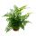 Asplenium dimorphum Parvati - Variétés spéciales de fougères pour la chambre - Fougère à bandes - pot de 12cm - hauteur denviron 25cm