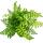 Asplenium dimorphum Parvati - Variétés spéciales de fougères pour la chambre - Fougère à bandes - pot de 12cm - hauteur denviron 25cm