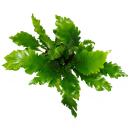 Asplenium nidus Campio - besondere Farn-Sorten fürs Zimmer - Nestfarn - 17cm Topf - ca. 30-40cm hoch