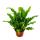Asplenium nidus Campio - besondere Farn-Sorten fürs Zimmer - Nestfarn - 17cm Topf - ca. 30-40cm hoch