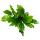 Asplenium nidus Campio - besondere Farn-Sorten fürs Zimmer - Nestfarn - 17cm Topf - ca. 30-40cm hoch