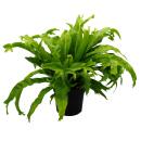Asplenium nidus Chrissie besondere Farn-Sorten fürs...