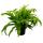 Asplenium nidus Chrissie besondere Farn-Sorten fürs Zimmer Nestfarn 17cm Topf ca. 30-40cm hoch