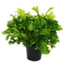 Asplenium antiquum Leslie besondere Farn-Sorten fürs...