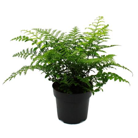 Asplenium dimorphum Parvati- special fern varieties for the room - nest fern - 17cm pot - approx. 30-40cm high
