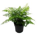Asplenium dimorphum Parvati- special fern varieties for the room - nest fern - 17cm pot - approx. 30-40cm high