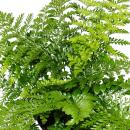 Asplenium dimorphum Parvati- special fern varieties for the room - nest fern - 17cm pot - approx. 30-40cm high