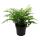 Asplenium dimorphum Parvati- special fern varieties for the room - nest fern - 17cm pot - approx. 30-40cm high