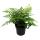 Asplenium dimorphum Parvati- special fern varieties for the room - nest fern - 17cm pot - approx. 30-40cm high
