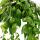 Lipstick plant - Pubic flower - Aeschynanthus lobbianus "Variegatus" - hanging plant in 15cm hanging pot