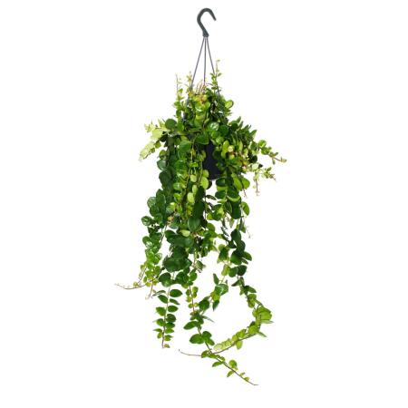 Lipstick plant - pubic flower - Aeschynanthus "Pink Polka" - hanging plant in 15cm hanging pot