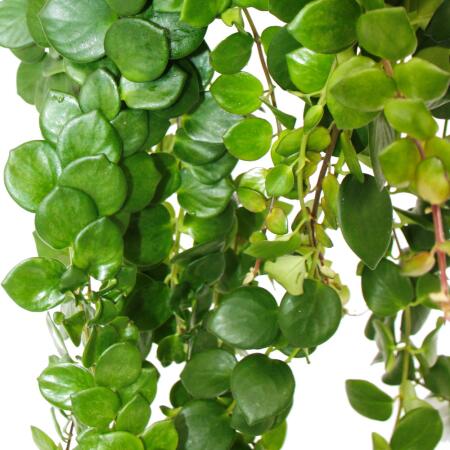 schismatoglottis variegata Schismatoglottis Wallichii Care