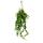 Lipstick plant - pubic flower - Aeschynanthus "Pink Polka" - hanging plant in 15cm hanging pot