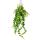 Lipstick plant - pubic flower - Aeschynanthus "Pink Polka" - hanging plant in 15cm hanging pot