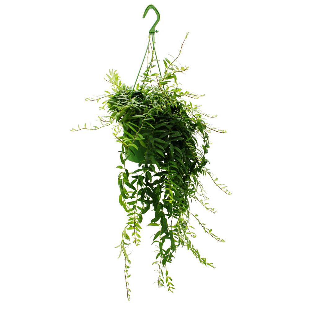 Lippenstiftpflanze - Schamblume - Aeschynanthus japhrolepis