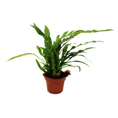 Snakeskin fern - Rabbits foot fern - Aglaomorpha coronans "Jim" - 12cm pot