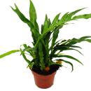 Snakeskin fern - Rabbits foot fern - Aglaomorpha coronans "Jim" - 12cm pot