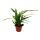 Snakeskin fern - Rabbits foot fern - Aglaomorpha coronans "Jim" - 12cm pot