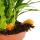 Snakeskin fern - Rabbits foot fern - Aglaomorpha coronans "Jim" - 12cm pot