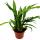 Snakeskin fern - Rabbits foot fern - Aglaomorpha coronans "Jim" - 12cm pot
