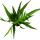 Snakeskin fern - Rabbits foot fern - Aglaomorpha coronans "Jim" - 12cm pot