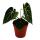 Flamingoblume - Anthurium clarinervium - Herzblattblume - 12cm Topf