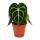 Flamingoblume - Anthurium clarinervium - Herzblattblume - 12cm Topf
