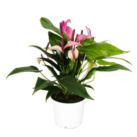 Flamingoblume - Anthurium andreanum "Zizou"- Anthurie - 12cm Topf - l